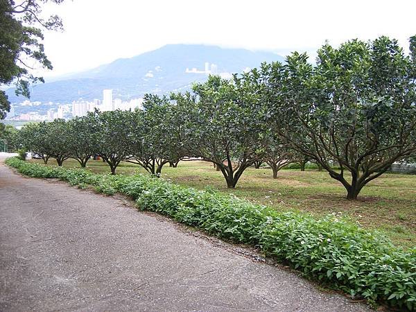 文旦柚-採柚子-八里文旦青山果園文旦禮盒一級棒