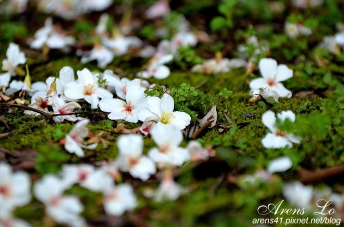 夢幻桐花道 (40)