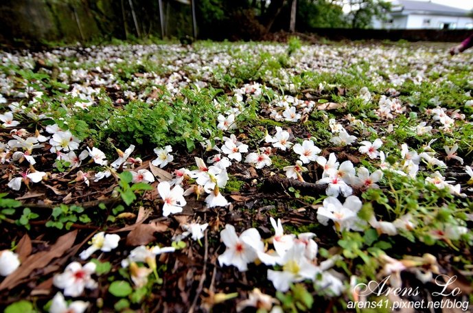 夢幻桐花道 (75)