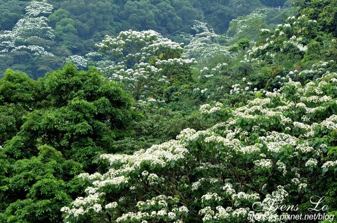 夢幻桐花道 (86)
