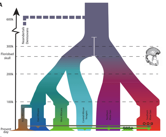 南非古代基因組－桑族人有外來混血，現代人分家至少26萬年？