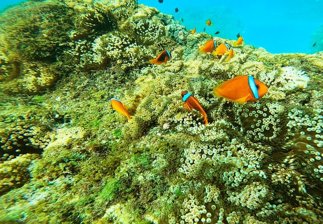 墾丁恆春潛水推薦便宜安全保險OW潛水考照體驗潛水海島瘋3日