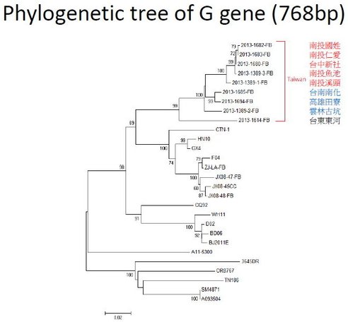 WTF G gene tree