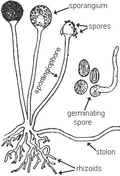 rhizopus