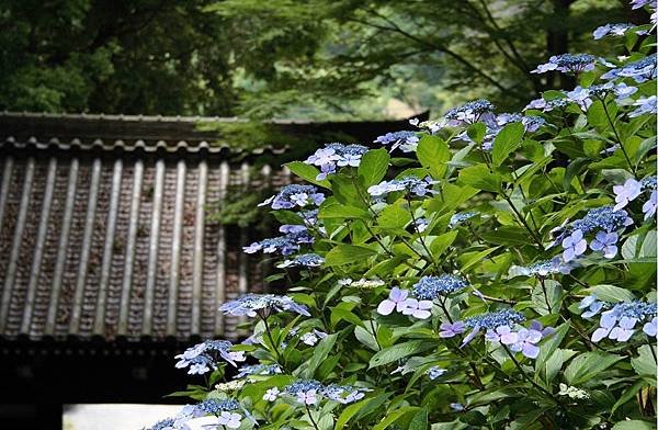 茨城繡球花寺   雨引觀音  二本松寺  保和苑  水戶八幡