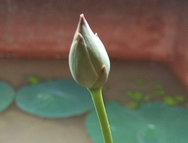 閉合花苞