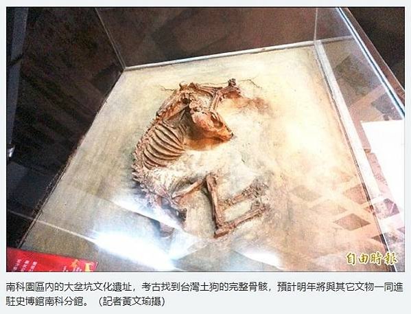 忠心台灣土狗獲國際認證正名「台灣犬」/台灣土狗通過70多個會