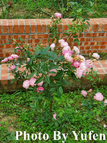 鬱見你真好 &amp; 春節花卉展 &amp; 雙溪公園