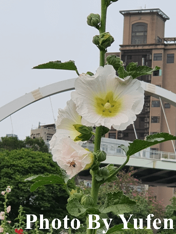 古亭河濱公園 蜀葵之森