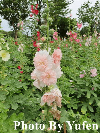 古亭河濱公園 蜀葵之森