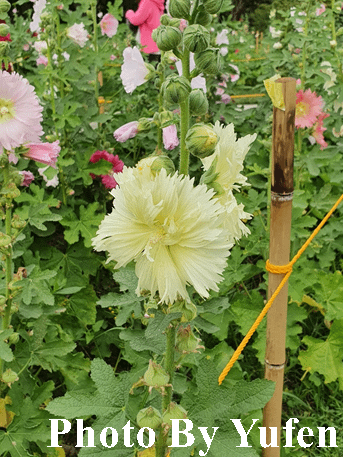 古亭河濱公園 蜀葵之森