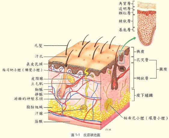 拉皮技術電波拉皮無修復期水滴電波拉皮Ultherapy 極線音波拉皮旭彤診所006.jpg