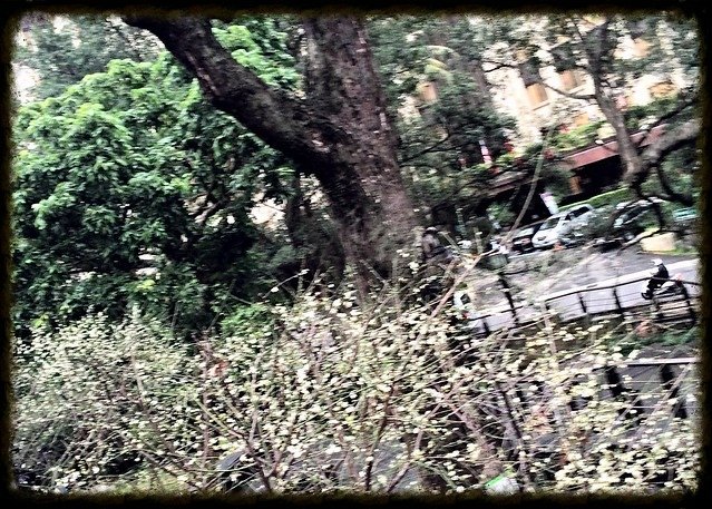 于右任梅園