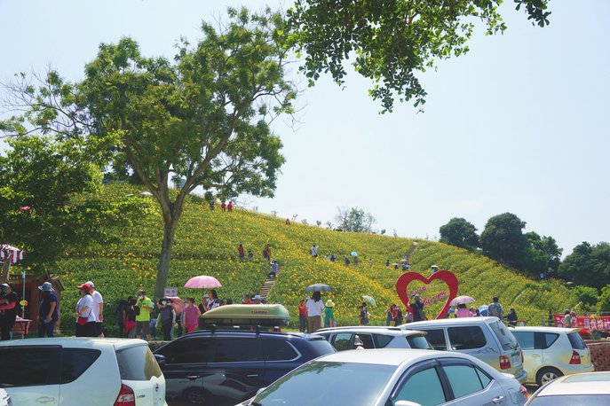 惠的最愛網路攝影教學~虎山巖金針花海(114更新)