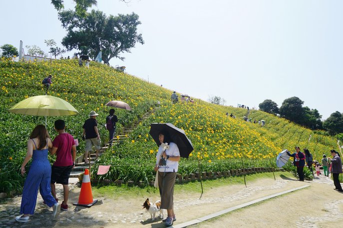 惠的最愛網路攝影教學~虎山巖金針花海(114更新)