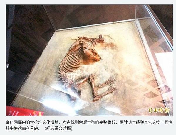 忠心台灣土狗獲國際認證正名「台灣犬」/台灣土狗通過70多個會