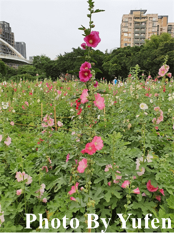 古亭河濱公園 蜀葵之森