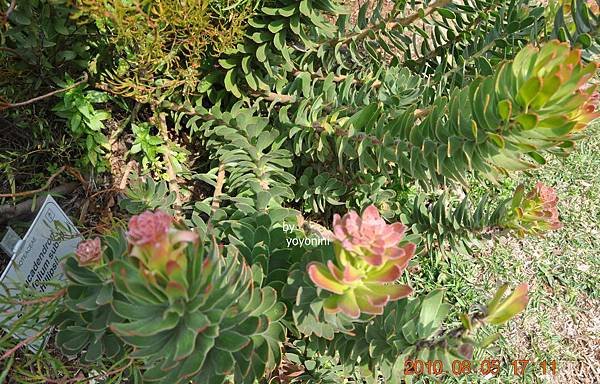 DSC_0388特寫鏡頭頂端開花.JPG