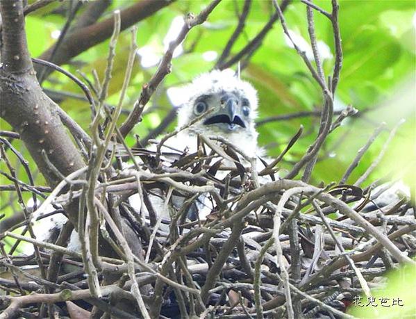 鳳頭蒼鷹５