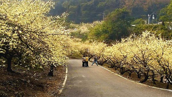 日華旅遊 - 日本旅遊,東京旅遊,北海道旅遊,日本自由行,北陸,大阪,九州,京都旅遊,沖繩自駕,海島渡假,迷你小團