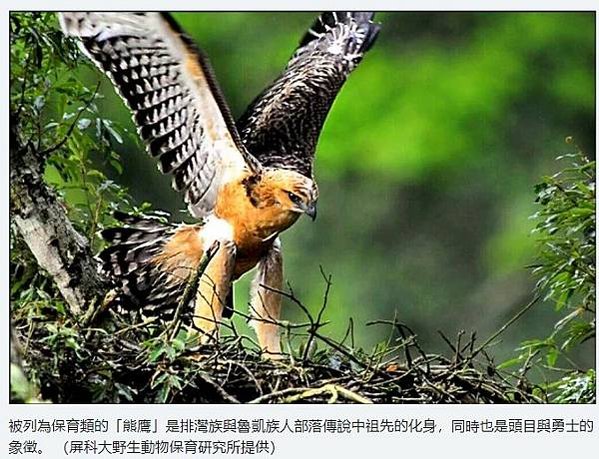 「熊鷹」是排灣族與魯凱族人部落傳說中祖先的化身，同時也是頭目