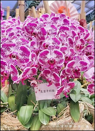 2025士林官邸鬱金香花展-2_016.jpg