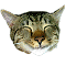20080217144010440.gif