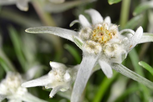 edelweiss-2488293__340.jpg