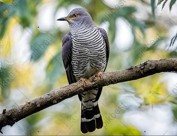 杜鵑鳥，俗稱布穀鳥分布於歐、亞、非洲的杜鵑科鳥類屬於孵卵寄生