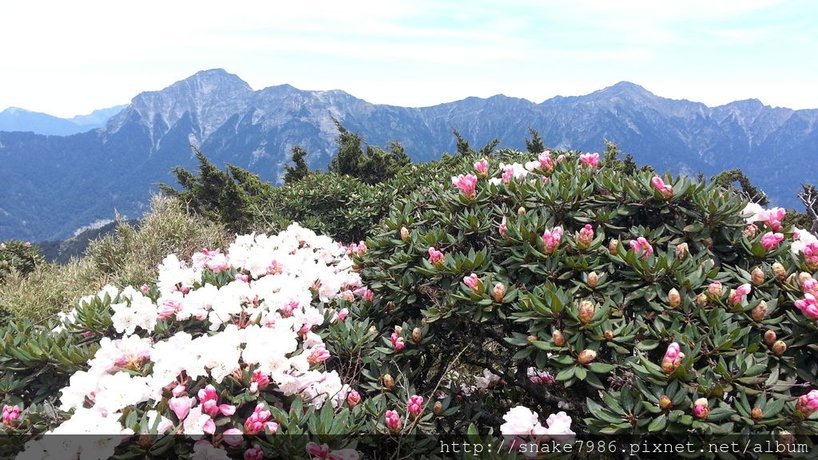 東峰杜鵑