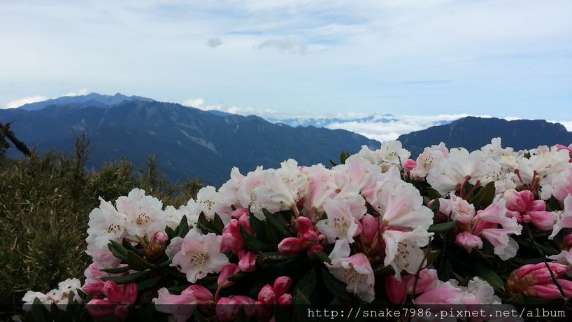 東峰杜鵑