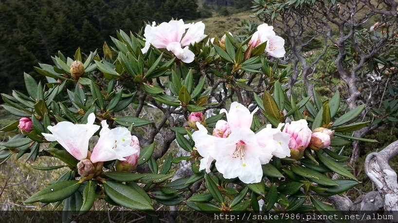 石門山杜鵑