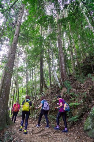 201121 [南庄] 加里山 5th 鹿場登山口往返