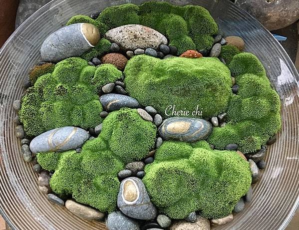 Moss Queen 青苔界的皇后-我的真蘚Bryum ar