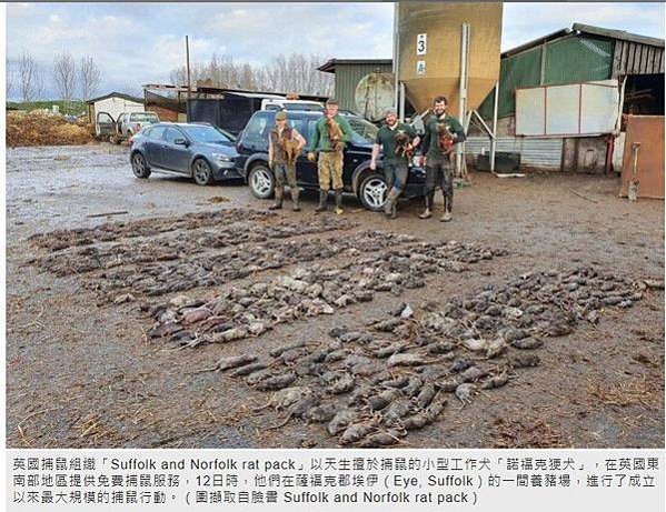 捕鼠神器/諾福克㹴犬本就屬於小型獵犬，幾乎不用訓練，就能有效