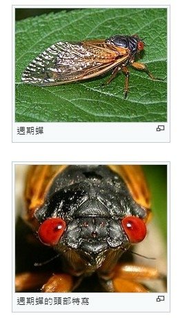 世界上壽命最長的昆蟲-蟬-美國221年一次的「蟬爆日」，13