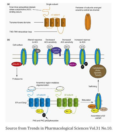 Trillia Peptide_撫平皺紋_5.jpg