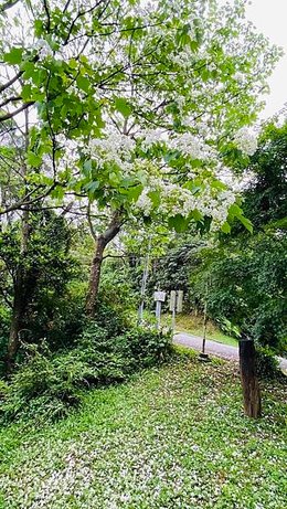 大IMG_0692.jpeg