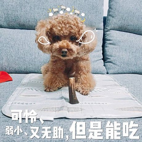 ＜＜寵物＞＞Deerdogs 歐洲鹿角潔牙骨✿試吃記錄心得