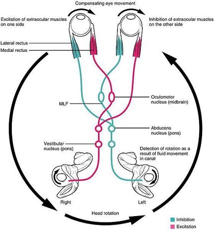 1608_Vestibulo-Ocular_Reflex-02.jpg