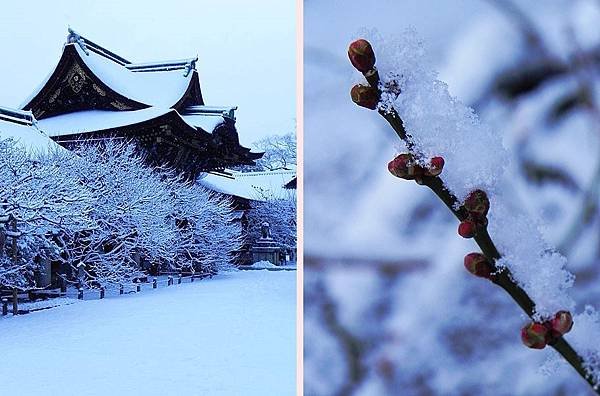 京都賞梅 北野天滿宮 生身天滿宮 隨心院