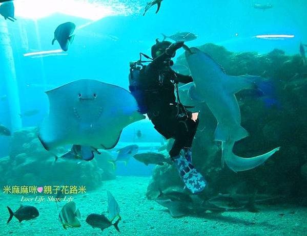 澎湖水族館, 澎湖全新開幕室內親子景點,澎湖 海底隧道, 澎湖 海龜