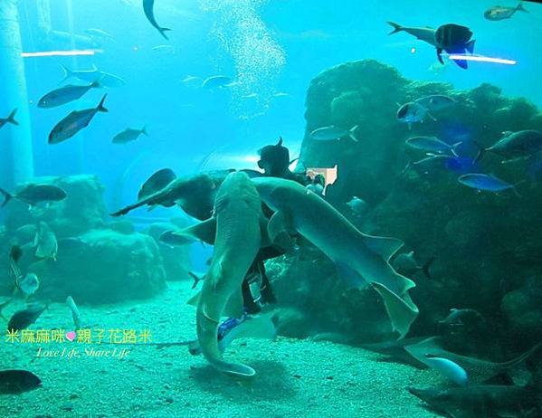 澎湖水族館, 澎湖全新開幕室內親子景點,澎湖 海底隧道, 澎湖 海龜