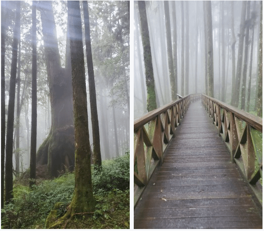 嘉義之阿里山森林遊樂區