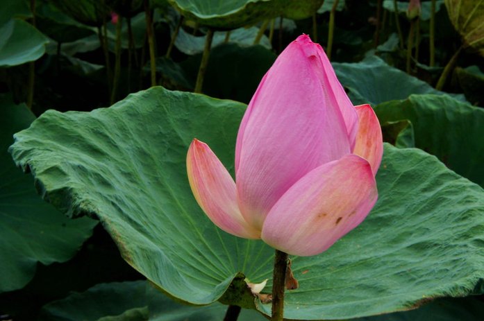 台南白河蓮花