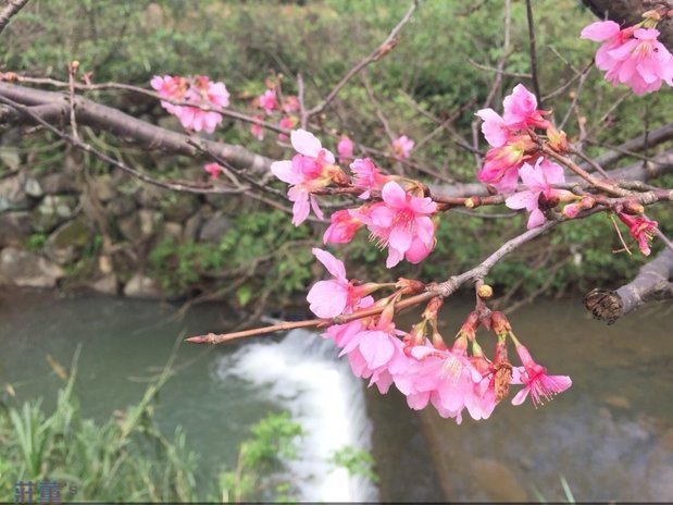 【三芝三生步道】2019三芝櫻花季3月花況,河畔健走賞花趣!