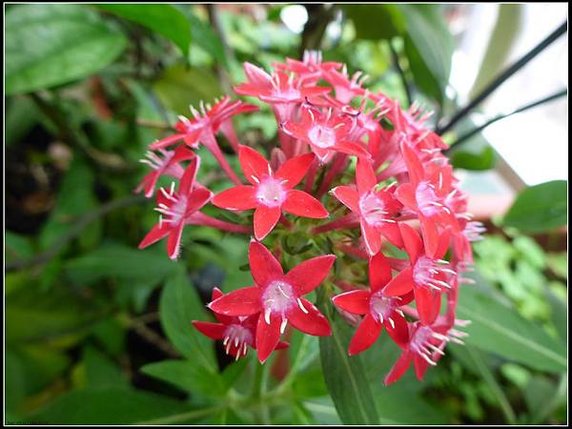 不知名的花