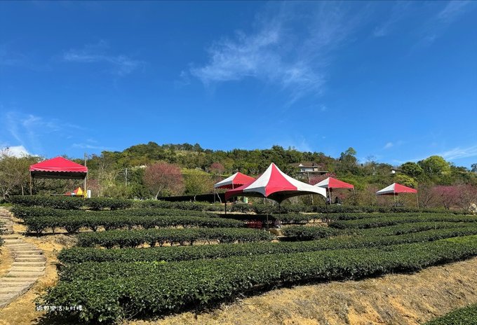 宜蘭大同【玉蘭茶園】初春櫻花相伴，漫步穿梭茶園小徑，遠眺蘭陽