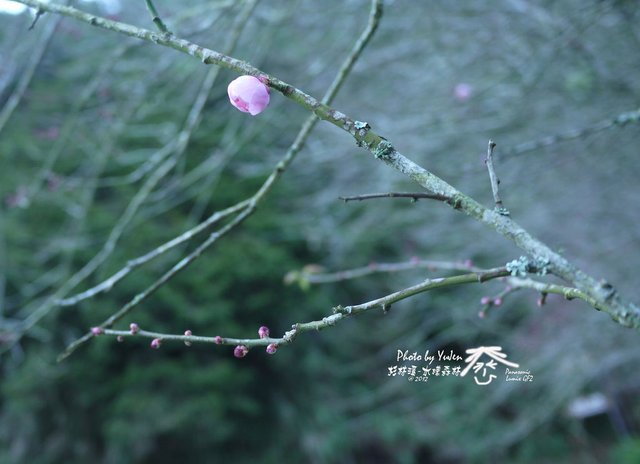 109水樣森林