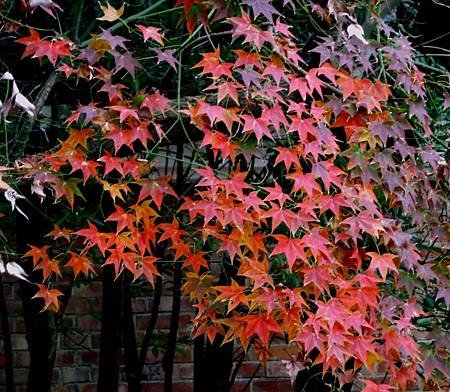 SAM_2398 (2).jpg